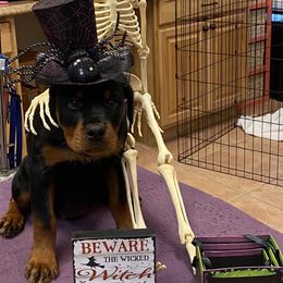 Rottweiler Puppies from Dark Waters Rottweilers