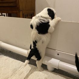 Portuguese Water Dog Puppies from Aguas De Seda PWD