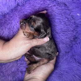 Archer - Merle male Goldendoodle puppy in Austin, Texas from Doodles of Central Texas