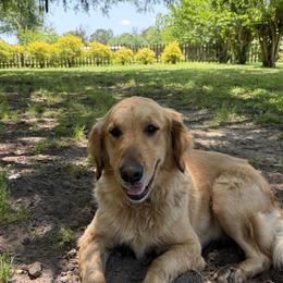 Golden Retriever puppies from Golden Gems