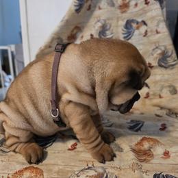 Boy 2 - male Chinese Shar-Pei puppy in Oil City, Pennsylvania from Hannaggin Shar Pei