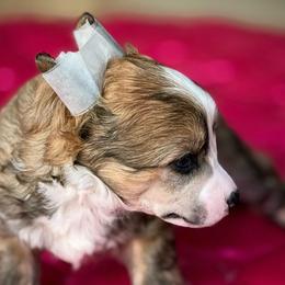 Blush - Sable female Chinese Crested puppy in Ocala, Florida from Sommer Standards & Chinese Cresteds