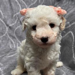 Lolita - White female Maltipoo puppy in Bakersfield, California from Silvia's Maltipoos