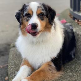 Miniature American Shepherds from Mount Peak Mini American Shepherds