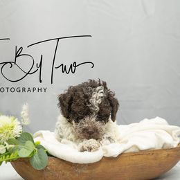 Boy 1 - Brown roan male Lagotto Romagnolo puppy in Powder Springs, Georgia from Two By Two Lagotto