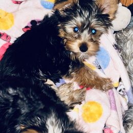 Yorkshire Terrier Puppies from Rosey’s Yorkies