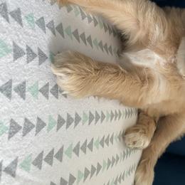 Australian Labradoodle Puppies from Kings Labradoodles