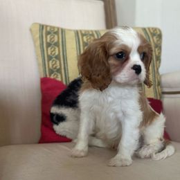Todd - Blenheim male Cavalier King Charles Spaniel puppy in Houston, Texas from Valera Cavaliers
