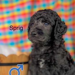 Sprig - Silver male Poodle puppy in Greenville, North Carolina from Grace Poodles