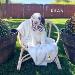 Dean - Parti male Goldendoodle puppy in Dallas County, Texas from Dream A Little Doodle