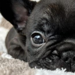 French Bulldogs from Frenchbred Co