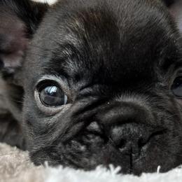 French Bulldogs from Frenchbred Co
