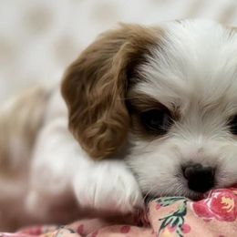 Cavalier King Charles Spaniels from K&K Kennels