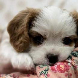 Cavalier King Charles Spaniels from K&K Kennels
