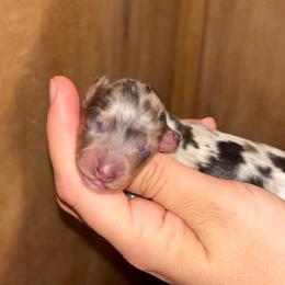 Teeter - Dapple female Dachshund puppy in Lumberton, Mississippi from Doris’ Darlin Doxies & Doodles