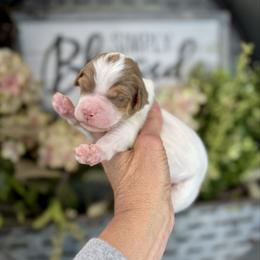 Vanilla Bean - Parti female Pyredoodle puppy in Bowling Green, Ohio from FDF Pyredoodles & Bernedoodles