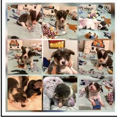 American Corgi, Cardigan Welsh Corgi, and Pembroke Welsh Corgi Puppies from Coopers Korner