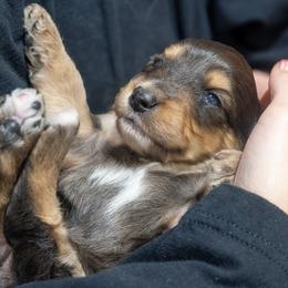 Milo - Red tri-color male Miniature American Shepherd puppy in Crowley, Texas from Nelson's Aussies and Aussiedoodles
