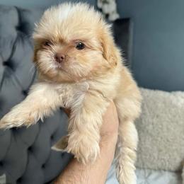 Lexington - Cream and white male Shih Tzu puppy in Monrovia, California from Sunrise Shihtzu Blossom