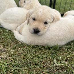 Labrador Retriever Puppies from Faithful Labs