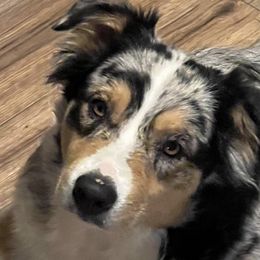 Australian Shepherds from Stormy Kennels
