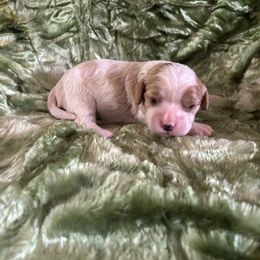 Sage - Blenheim female Cavalier King Charles Spaniel puppy in Knoxville, Tennessee from Rocky Top Cavapoos