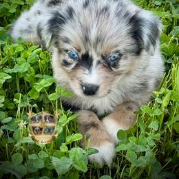 Maverick - Blue merle male Miniature Australian Shepherd puppy in El Dorado Springs, Missouri from HP Aussie Kennels