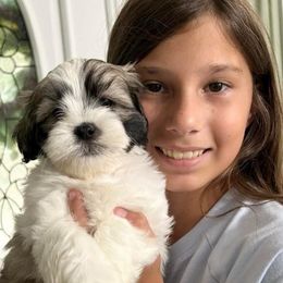 Shihpoo and Shih Tzu Puppies from Lilli’s Shih tzus and Shih poos