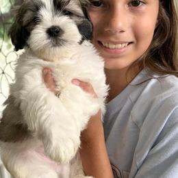 Shihpoo and Shih Tzu Puppies from Lilli’s Shih tzus and Shih poos