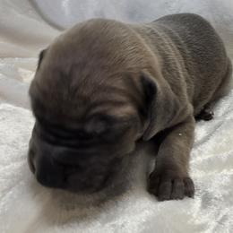 Smokey - Fawn male Great Dane puppy in Colorado Springs, Colorado from Pilot Danes