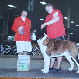 Benny - Saint Bernard