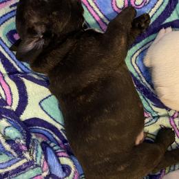 French Bulldog Puppies from Fur Royalty Frenchies