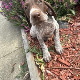 Capri - Liver roan female German Shorthaired Pointer puppy in Fairfield, California from Von Lahrheim Shorthairs & Ermali Chis