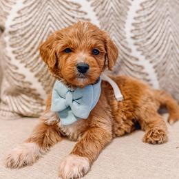 Helio - Red  male Goldendoodle puppy in Iola, Texas from Supreme Doodles of Texas