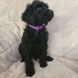 Purple collar - Black male Poodle puppy in Colorado Springs, Colorado from Silly's Standard Poodles