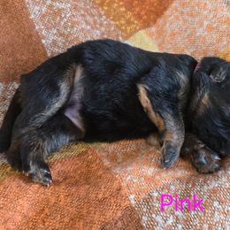 Pink Collar - Black and red female German Shepherd puppy in Sumner, Iowa from Vom Wilke Kennels