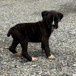 Max - Brindle male Boxer puppy in Louisville, Kentucky from Nelson’s Fancy Frenchies and Bulldogs