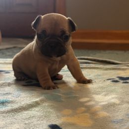French Bulldog Puppies from Frenchie Kingdom