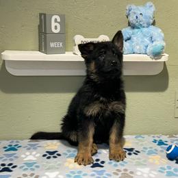 Duke - Black and tan male German Shepherd puppy in Stanardsville, Virginia from Majestic K9 LLC