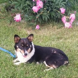 Elsa - Pembroke Welsh Corgi