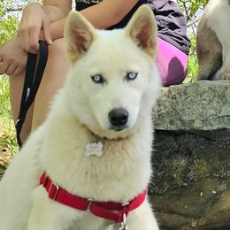 NOVA - Siberian Husky