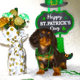 Fae - Chocolate and tan female Dachshund puppy in Corbin, Kentucky from White River Valley Kennel