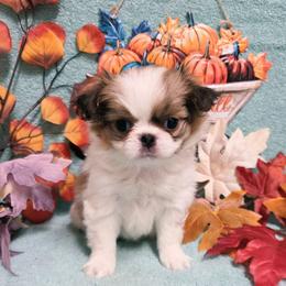 Red Girl - Red and white female Japanese Chin puppy in Tulsa, Oklahoma from Locust Creek Pugs & Japanese Chin's