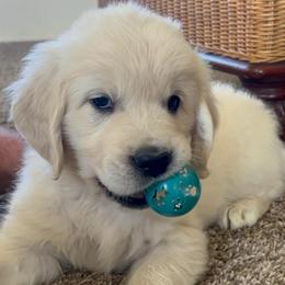 Black boy - Light golden male Golden Retriever puppy in Pahrump, Nevada from Southern Nevada Goldens
