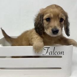 Falcon - Cream male Dachshund puppy in Pulaski, Tennessee from Billboard Doxies