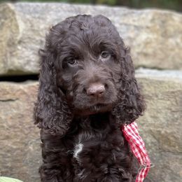 Goldendoodles and Springerdoodles from Willow Lane Doodles