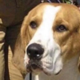 Boxers and English Foxhounds from Park Avenue Kennels