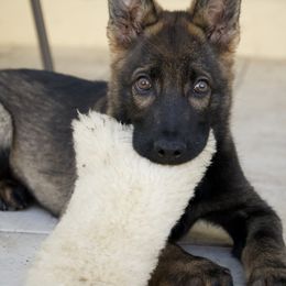 Boy 2 - German Shepherd puppy in Tamiami, Florida from Vom MontHaus