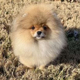 Teddy - Orange sable male Pomeranian puppy in Hot Springs, Arkansas from Pomeranian Empire