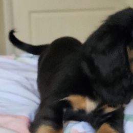 Dachshunds from Joe's Dachshunds